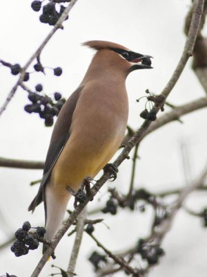 Cedar Waxwing