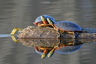 Painted Pair