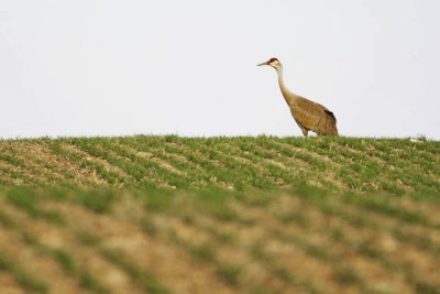 Crane in Field