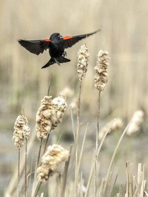 Redwing and Cattails