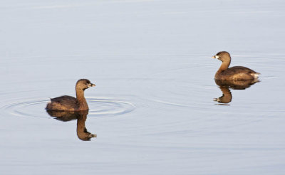 Agreeable Grebes