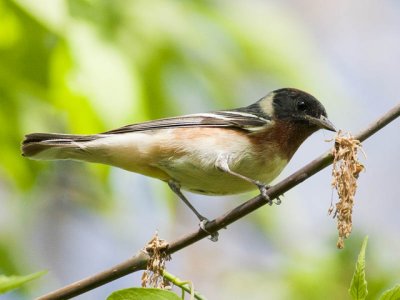 Bay Breasted Warbler