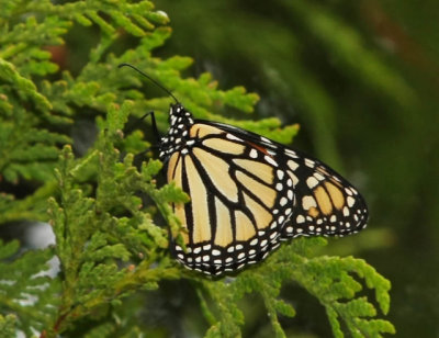 Monarch