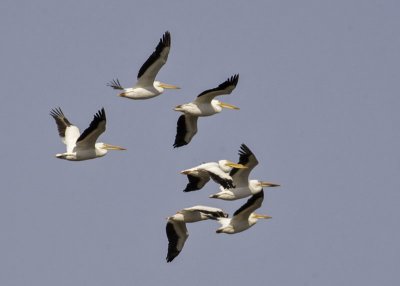 White Pelicans