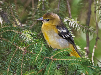 Young Baltimore Oriole