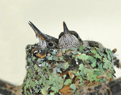 Hummingbird Babies