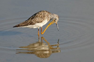 Yellowlegs