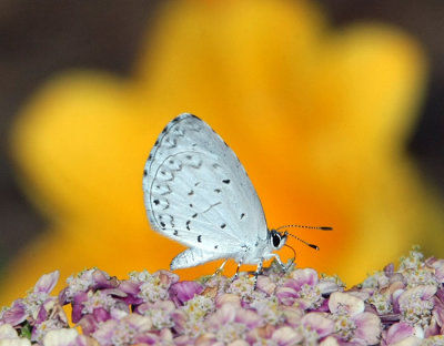 Summer Azure