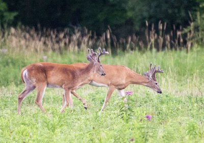 Bucks at Dusk