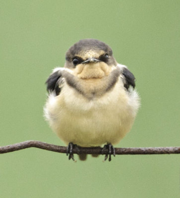 Baby Barn Swallow