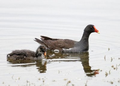 Common Gallinule