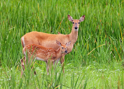 White-Tail Doe and Fawn