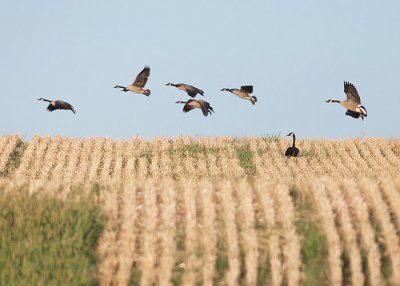 Geese