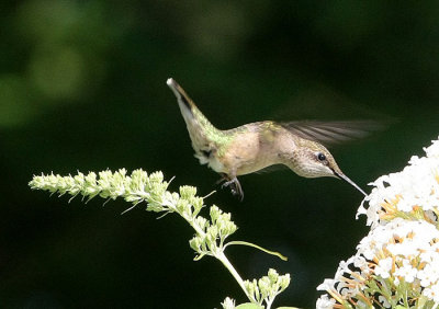 Female Ruby-Throated Hummingbird