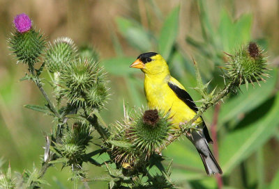 Goldfinch on Thistle
