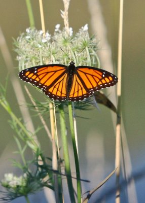 Viceroy