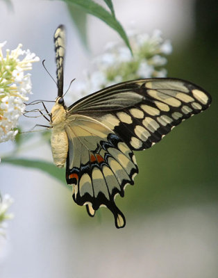 Giant Swallowtail