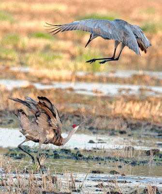 Dancing Cranes