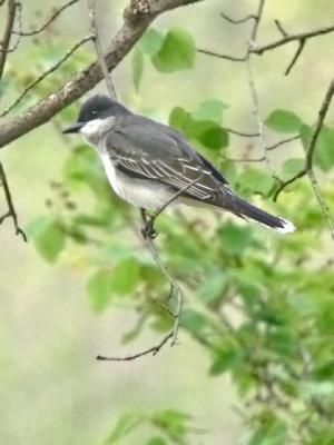 Eastern Kingbird