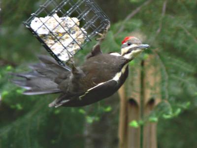 Pileated Woodpecker