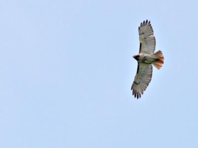 Soaring Red Tail
