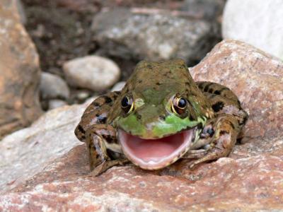 Laughing Frog