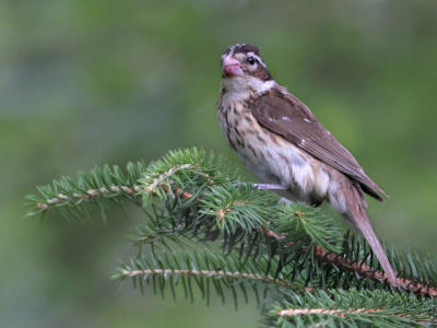 Female Rose-breasted Grossbeak