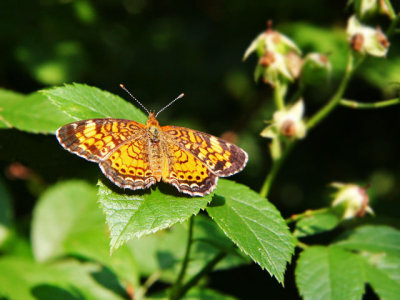 Pearl Crescent Butterfly 
