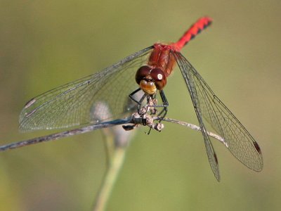 Staring Dragonfly