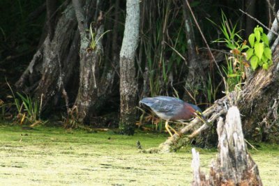 Green Heron With Frog