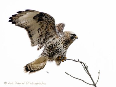 Rough Legged Hawk 2