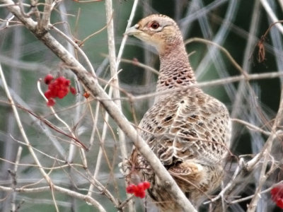 Pheasant in a Bush