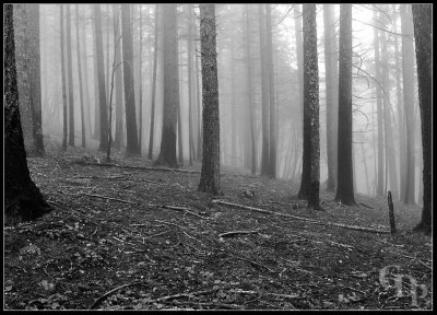 foggy_trees01_9169.jpg