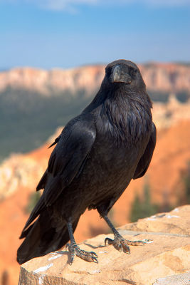 Friendly Raven