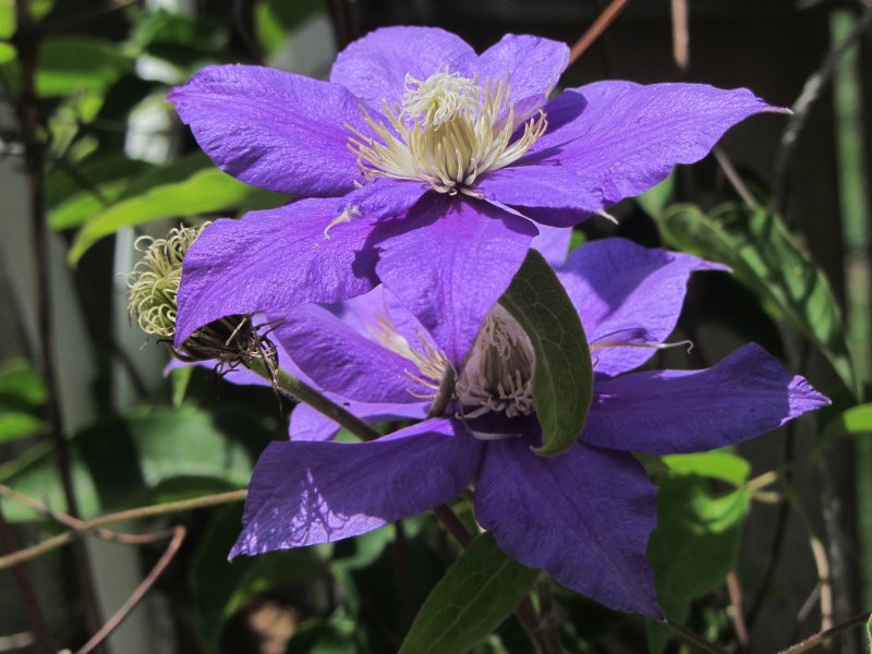Clematis Barbara Jackman