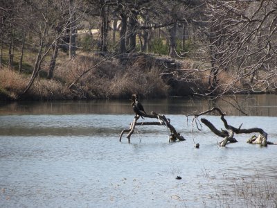 Cormorants at the Lake in Sun City