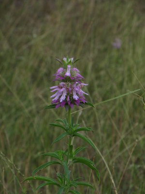 Spotted beebalm