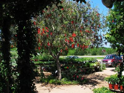 Antique Rose Emporium, Brenham, Texas - April 9, 2006