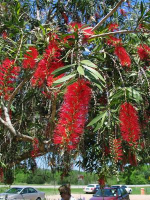 Australian Bottlebrush Tree closeup