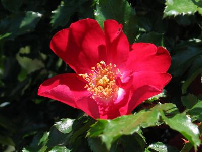 'Dortmund' climbing rose
