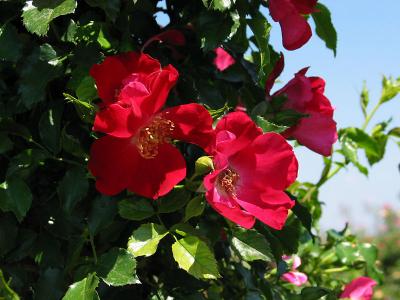 'Dortmund' climbing rose
