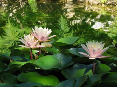 Water Lily Blossoms
