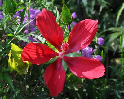 Scarlet Hibiscus (Hibiscus coccineus)