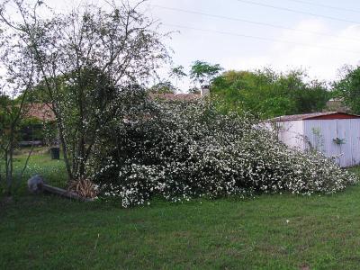 Rosa banksia alba-plena (White Lady Banks Rose)