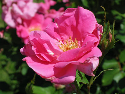 Unidentified pink rose