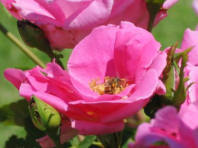 Busy bee in unidentified pink rose 1