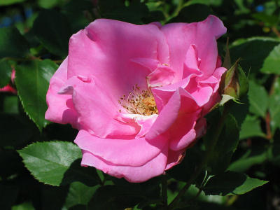 Unidentified pink rose