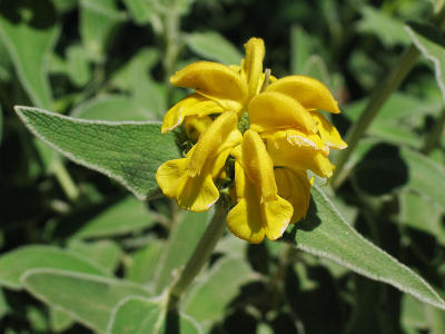 Jerusalem Sage (Phlomis fruticosa)