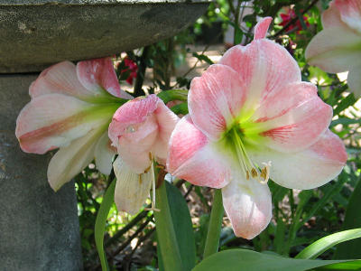 Pale pink and white amaryllis