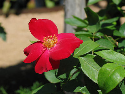 Unidentified red rose